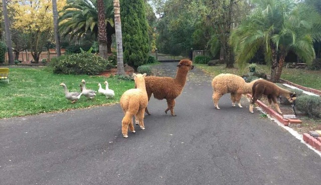 Will's Wonderland B&B & Farmstay