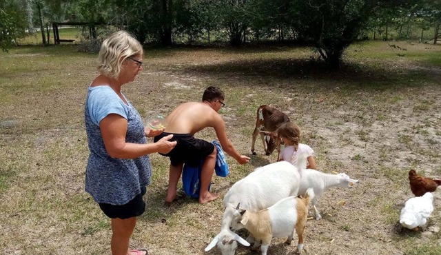 Williston Fl Petting Zoo 10 minutes to Blue Grotto