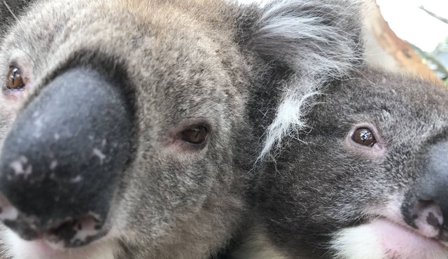 Willunga bush retreat