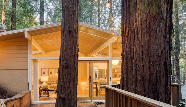 Window to the Redwoods