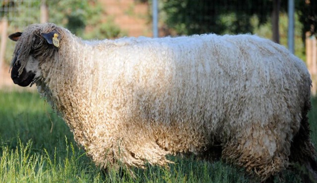 Wine Country Private Working Sheep Farm; Rustic Elegance