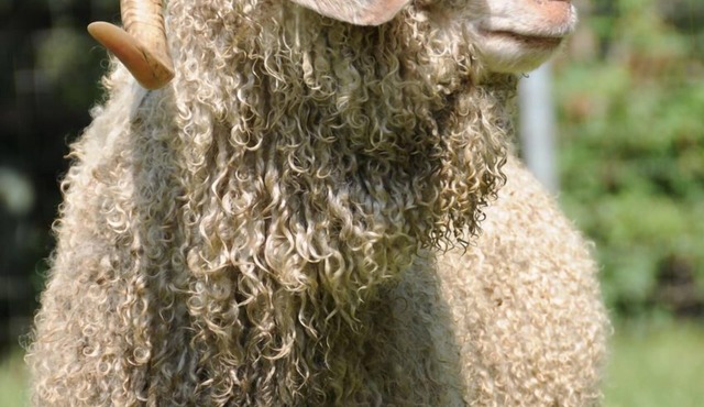 Wine Country Working Wool Sheep Farm Stay; Hay Barn Cottage 501c3