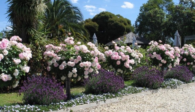 Wine Village Motor Inn