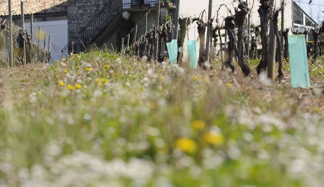 Winetourism in the heart of Bordeaux