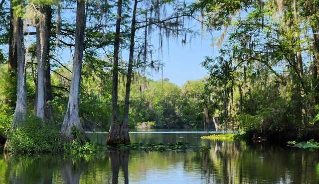 Wise Owl Retreat, a beautiful suite amongst towering oaks, on the River.