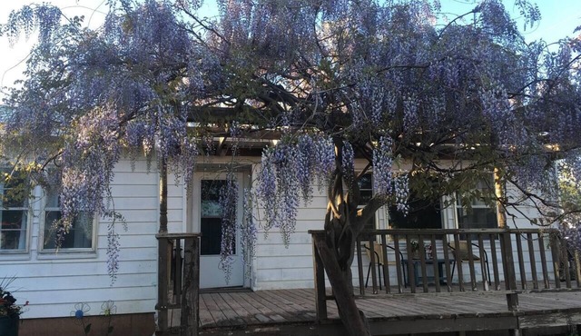 Wisteria Vine Cottage