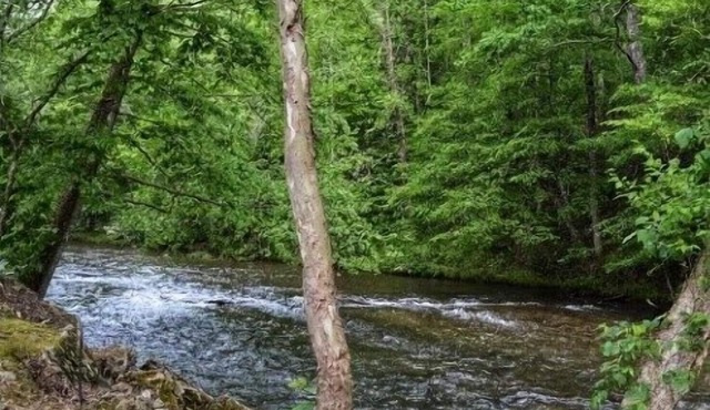 Wonderful Condo, Fish, play and enjoy the River in Helen!