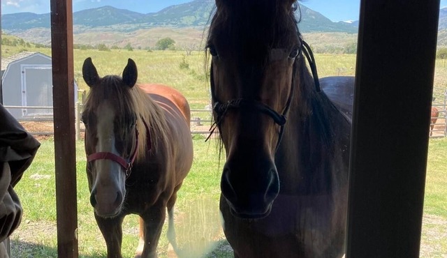 Wonderful Montana experience with great views and horses! Yellowstone 25mi