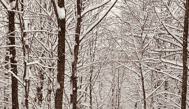 Wonderful ski in ski out
