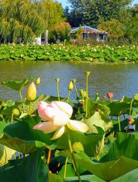 Wooden chalet, for 4 people air-conditioned