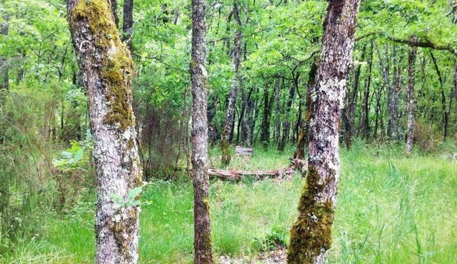 Wooden holiday home in the heart of an oak forest