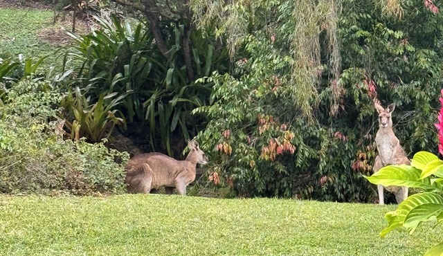 Woodgate Ninderry, Close to cafes and top restaurant. 15 minutes to Coolum beach