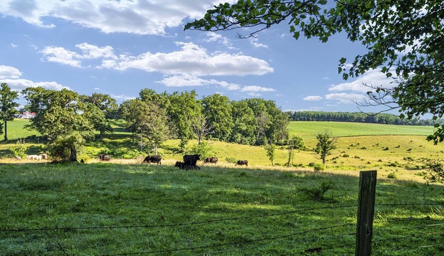 Woodsy Mid-Century w/ Guest House