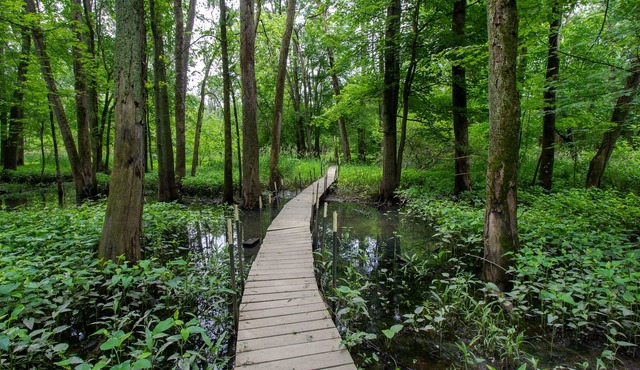 Woodsy Retreat w/River Near Dunes - ADA Friendly