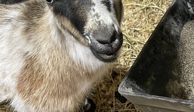 Working Dairy Goat Farm - Glamping in RV Camper in Luxury - Deer Hunters Welcome