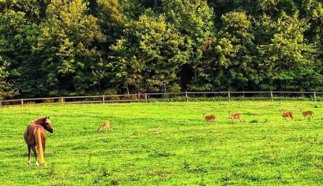 Working horse farm retreat! Convenient to wedding venue!