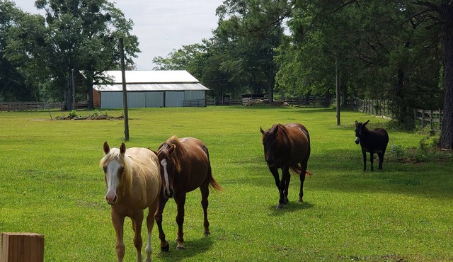 Working Horse Ranch 25 acres. 3/2 1440sf. Close town, beach. stocked Pond. Farm