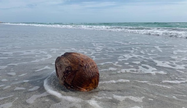 Wunderschöne 185 qm Wohnung auf Longboat Key Florida Direkt am Meer Sarasota Bay
