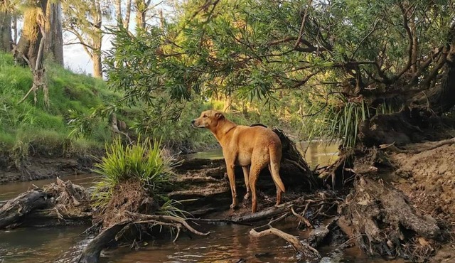 Yabbra Road Farmstay - Cute pet friendly caravan, mountain views and a creek!
