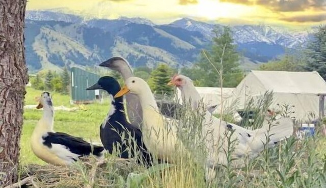 Yellowstone 5 acre Farm Retreat