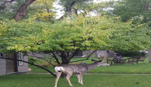 YELLOWSTONE HOUSE OF THE 3 BEARS, 2 Blocks to DT, Book Same Day 4bd/2bth Deer