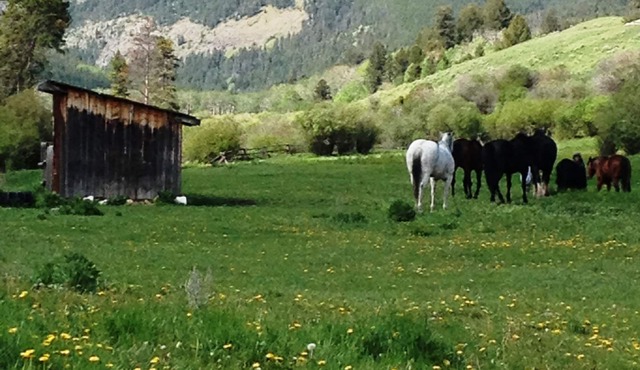 Yellowstone Park - Cabin On Private Creek, Other Lodging, Close To Activities