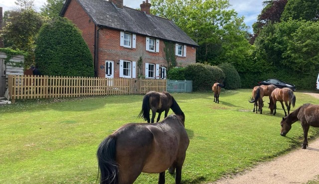 Yew Tree Cottage in the Heart of the New Forest