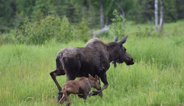 You have to get out-of-town to see the wildlife