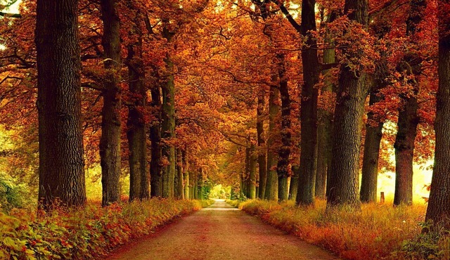 Your family will enjoy this Williamsburg Townhome! 2BDR/2BA Sleeps six!