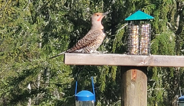 Your Own Peace, Privacy and Seclusion on 5 acres All to Yourself