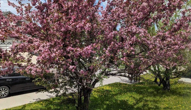Your own private space (basement suite) in a bungalow comes with street parking