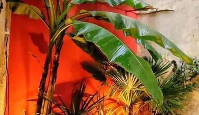 Your Stopover - Jungle Sauna & Spa