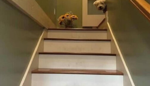 Zelda's Tree House