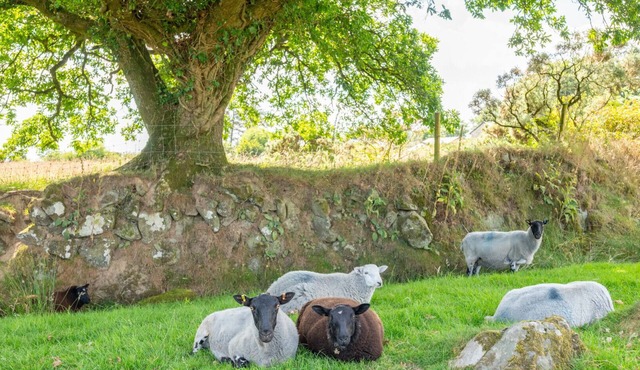 Zoar Cottage - Three Bedroom House, Sleeps 6