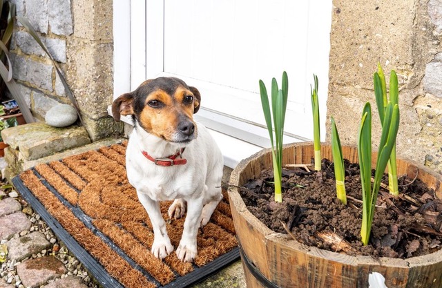 1 bedroom Cottage in Alstonefield - 77828