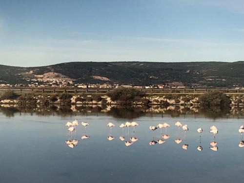 Flamants Roses 