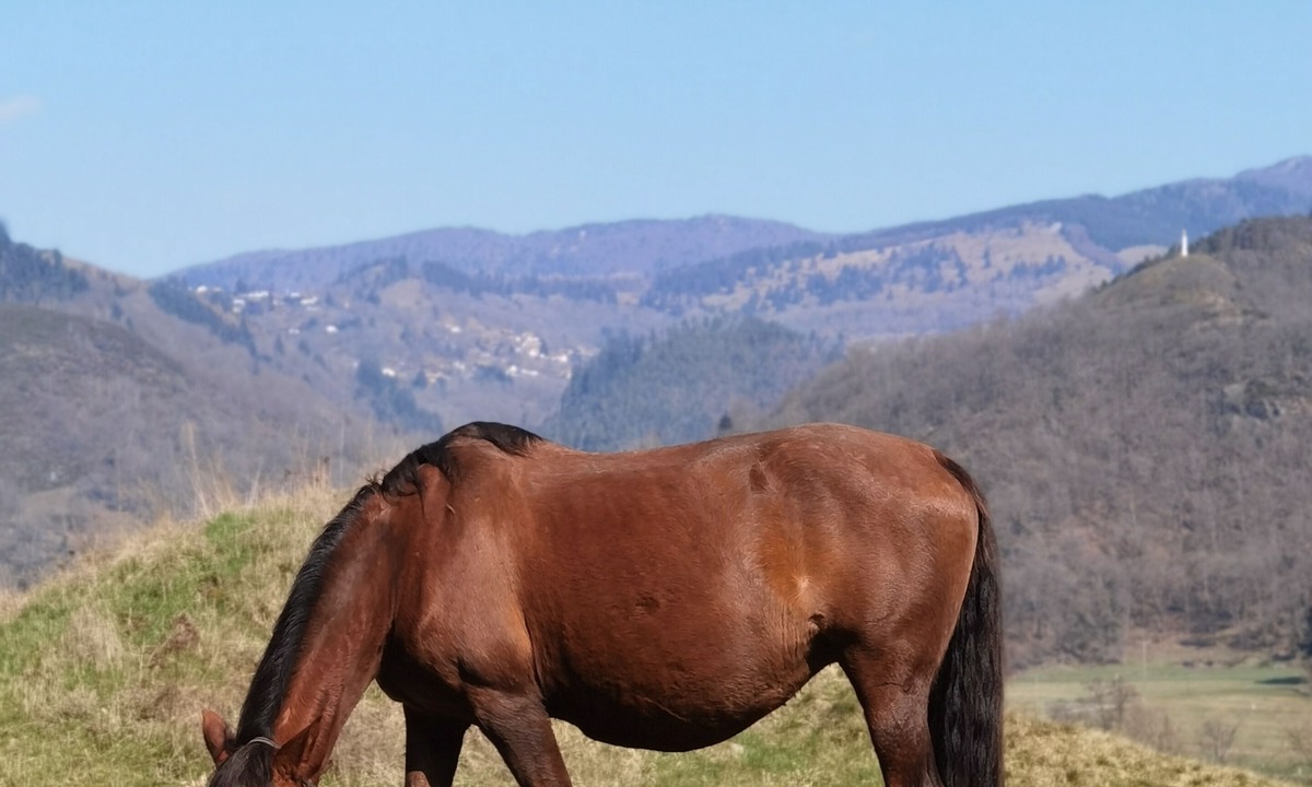 Altenbach Apartment | Vrbo Property