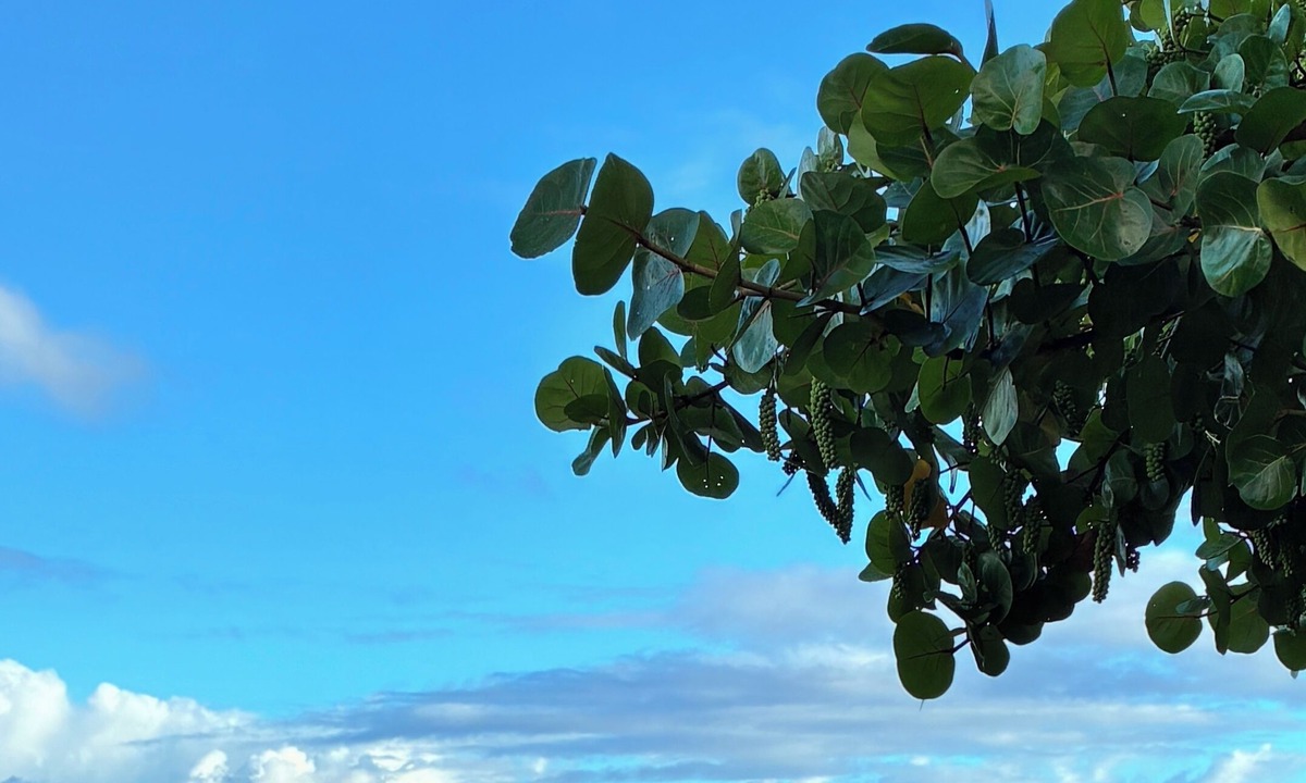 Pupukea Cottage | Beachfront North Shore Studio @ Sunset Beach
