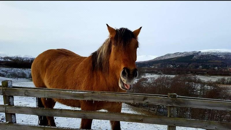 Photo of Buildings in Kingussie