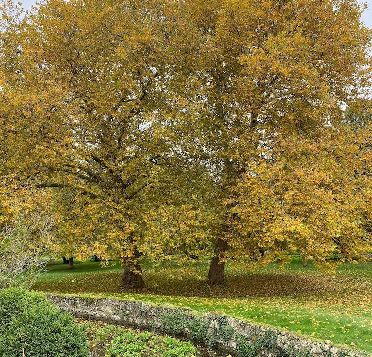 Photo of Outdoor in Francueil