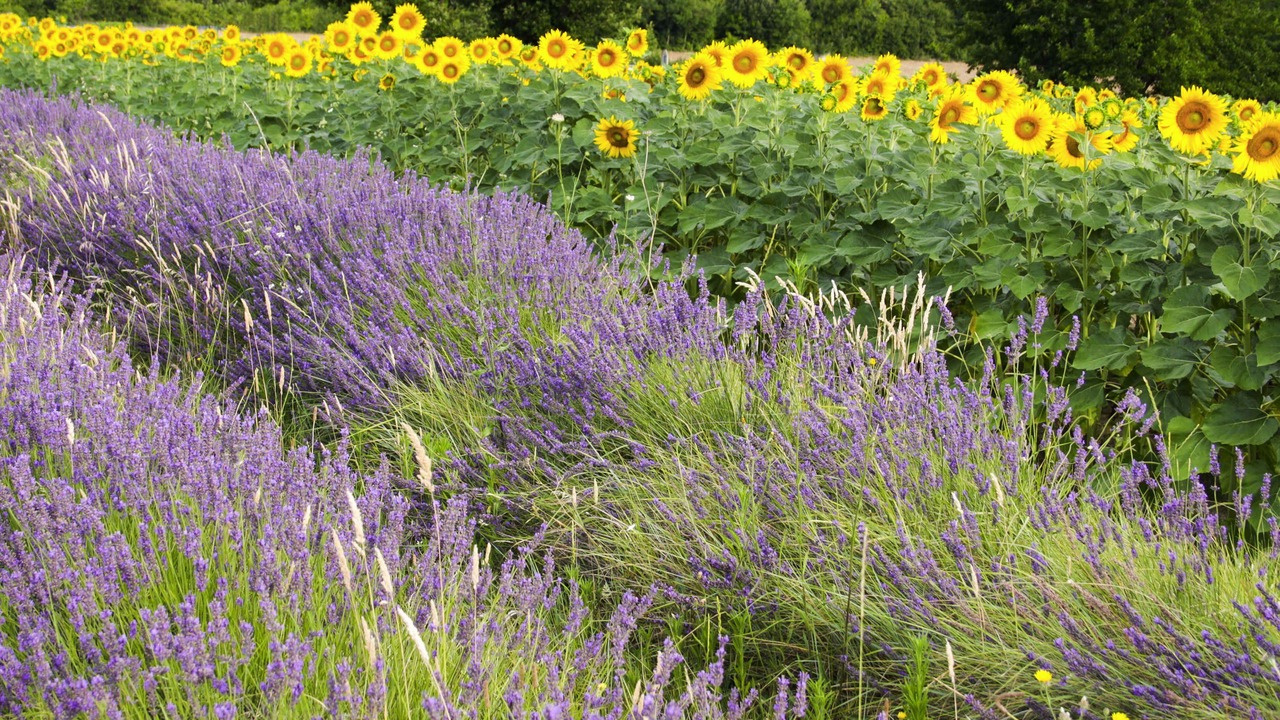 Photo of Outdoor in Montelimar