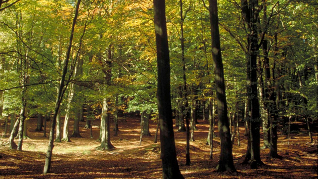 Photo of Outdoor in Nemours