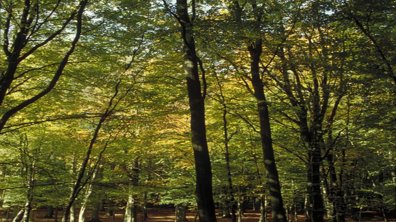 Photo of Outdoor in Nemours