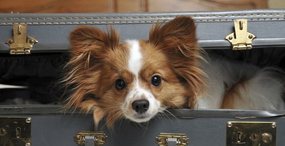 Photo of Human In Picture in Kemptown