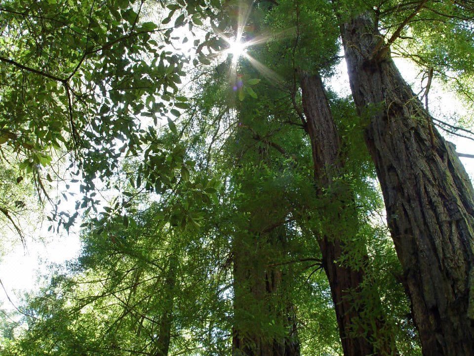 Photo of Others in Novato