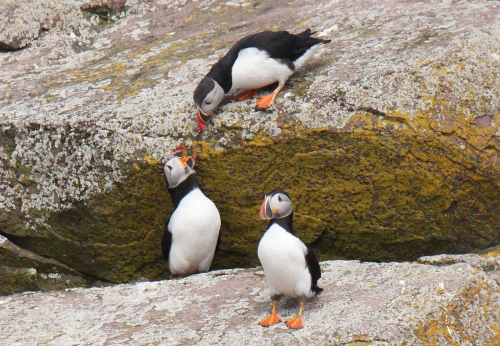 Photo of Others in Downtown St. John's