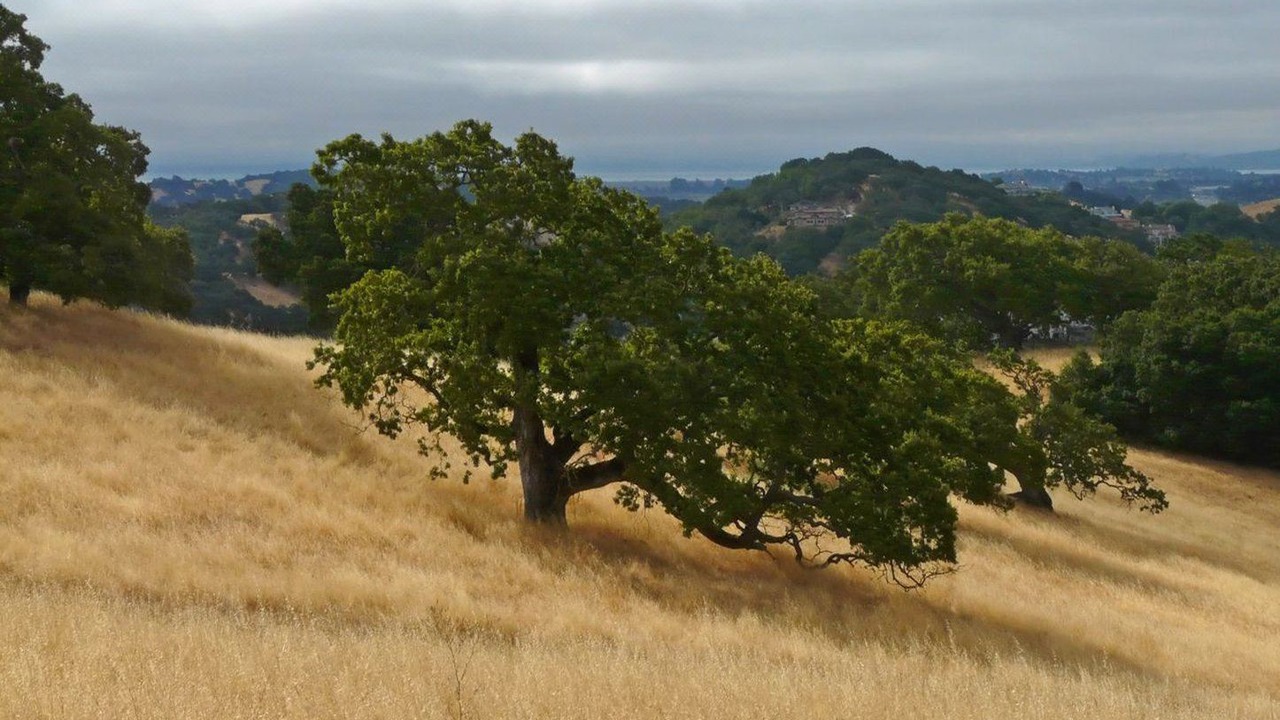Photo of Outdoor in Novato