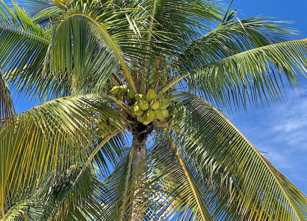 Photo of Outdoor in Key Largo
