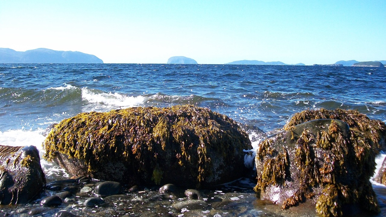 Photo of Others in Corner Brook