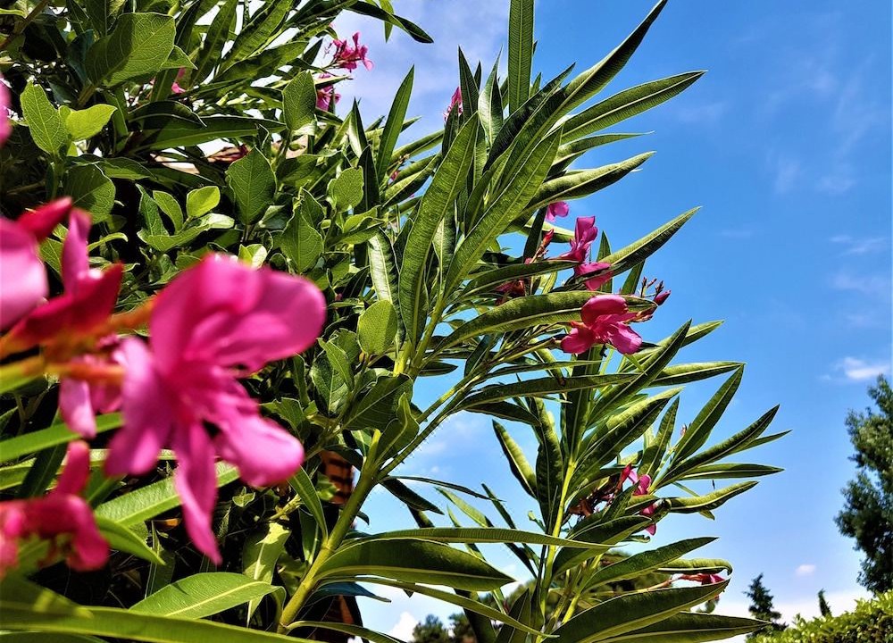 Photo of Others in Pont-Saint-Esprit